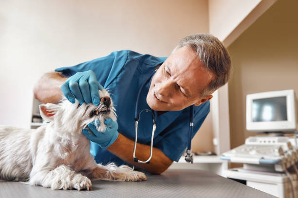 Best Weekend Emergency Dentist in Gridley, IL